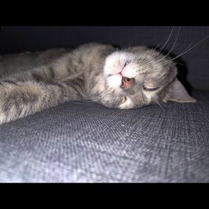 Meet your Posher, Britney